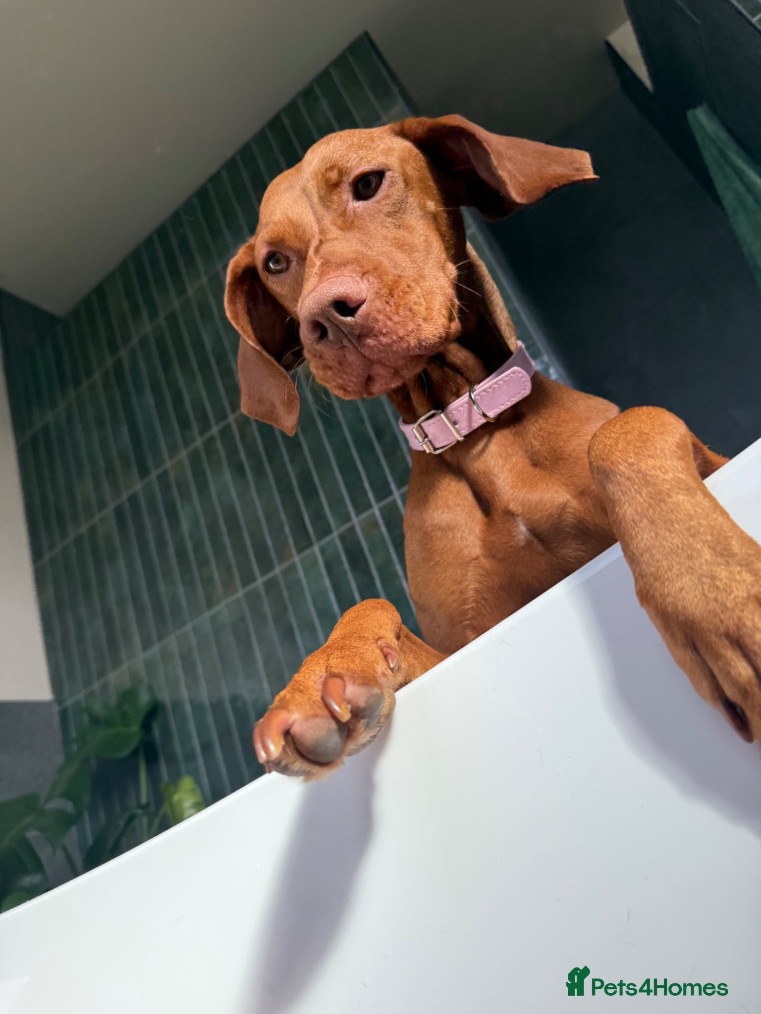 Hungarian Vizsla dogs KC Registered Hungarian Viszla litter  - Advert 7