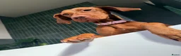 Hungarian Vizsla dogs for sale: KC Registered Hungarian Viszla litter  - Advert 15