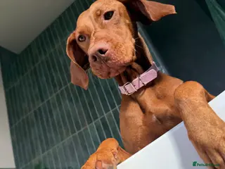 Hungarian Vizsla dogs KC Registered Hungarian Viszla litter - Advert 7