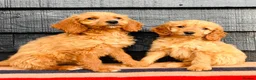 Mini Goldendoodle dogs for sale: 🧡❤️ GORGEOUS MINI GOLDENDOODLE PUPPIES ❤️🧡 - Advert 2