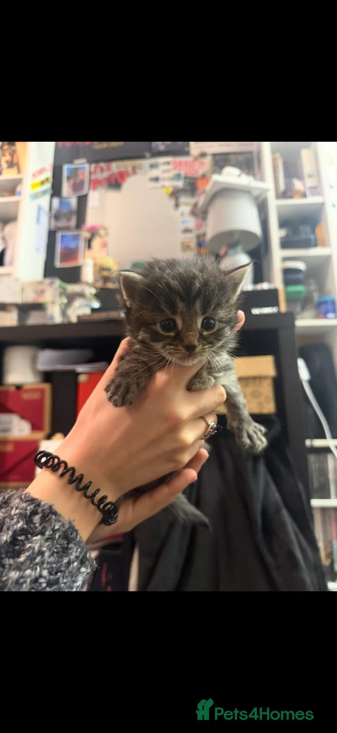 Maine Coon cats for sale: Maine Coon X Kittens - Advert 4