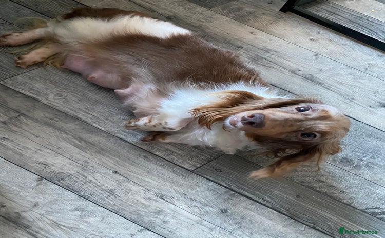 Dachshund dogs - Advert 1