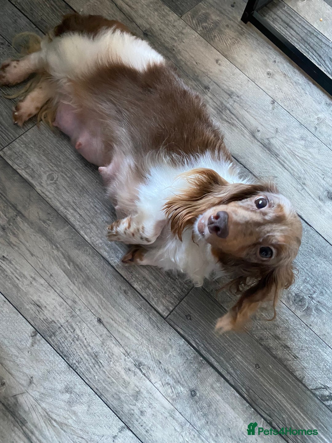 Dachshund dogs for sale: Long haired dachshunds - Image 1