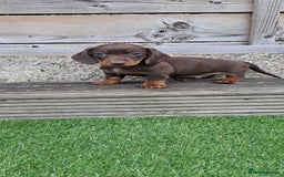 Miniature Dachshund dogs for sale: Miniature dachshund kc reg  - Image 7