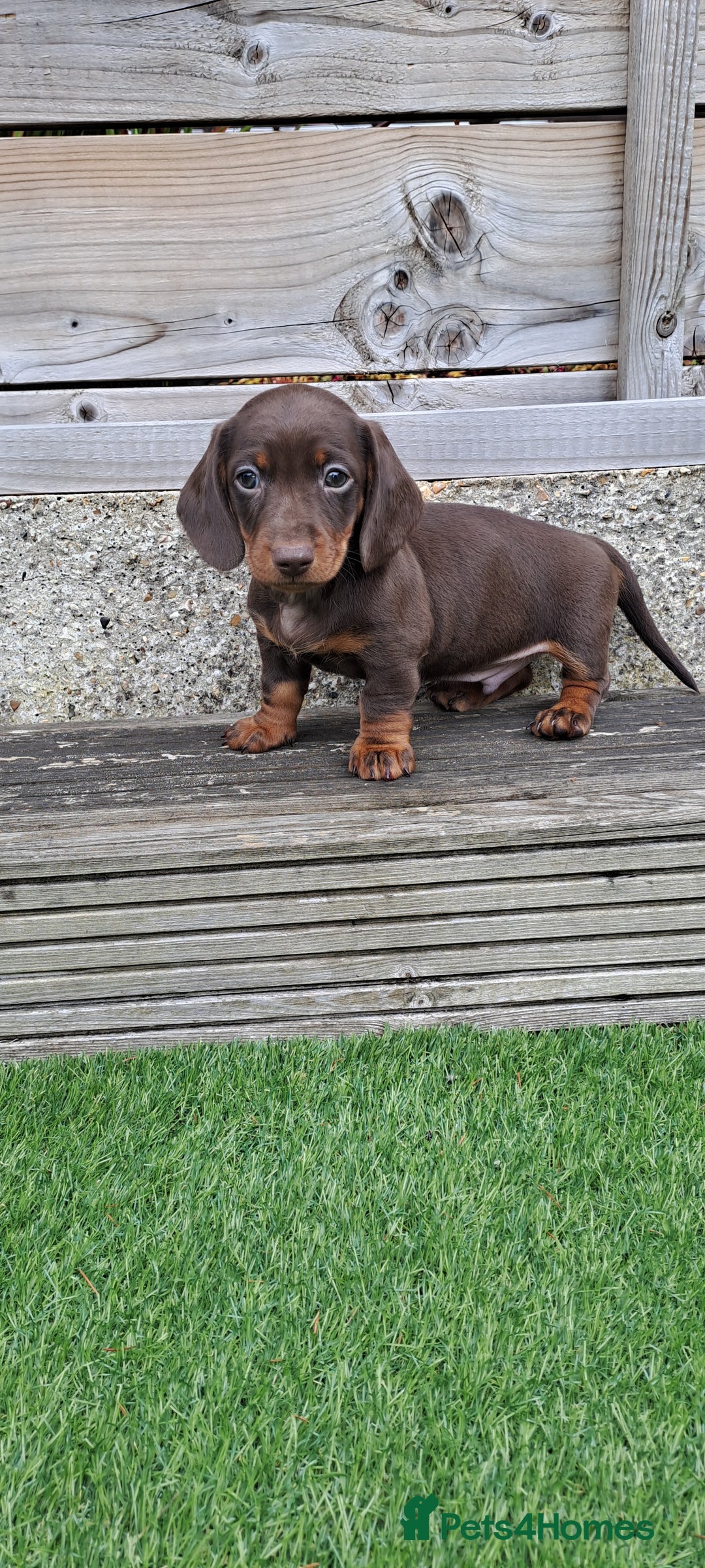 Miniature Dachshund dogs for sale: Miniature dachshund kc reg  - Image 7