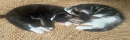 Mixed Breed cats for sale: Kittens has been finished their nursery  - Advert 13