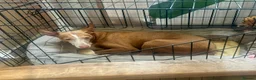 Ibizan Hound dogs for adoption: Kiara - a sweet low energy girl - Advert 8