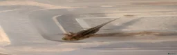 Angelfish fish for sale: Axalotls  in Tonbridge - Advert 1