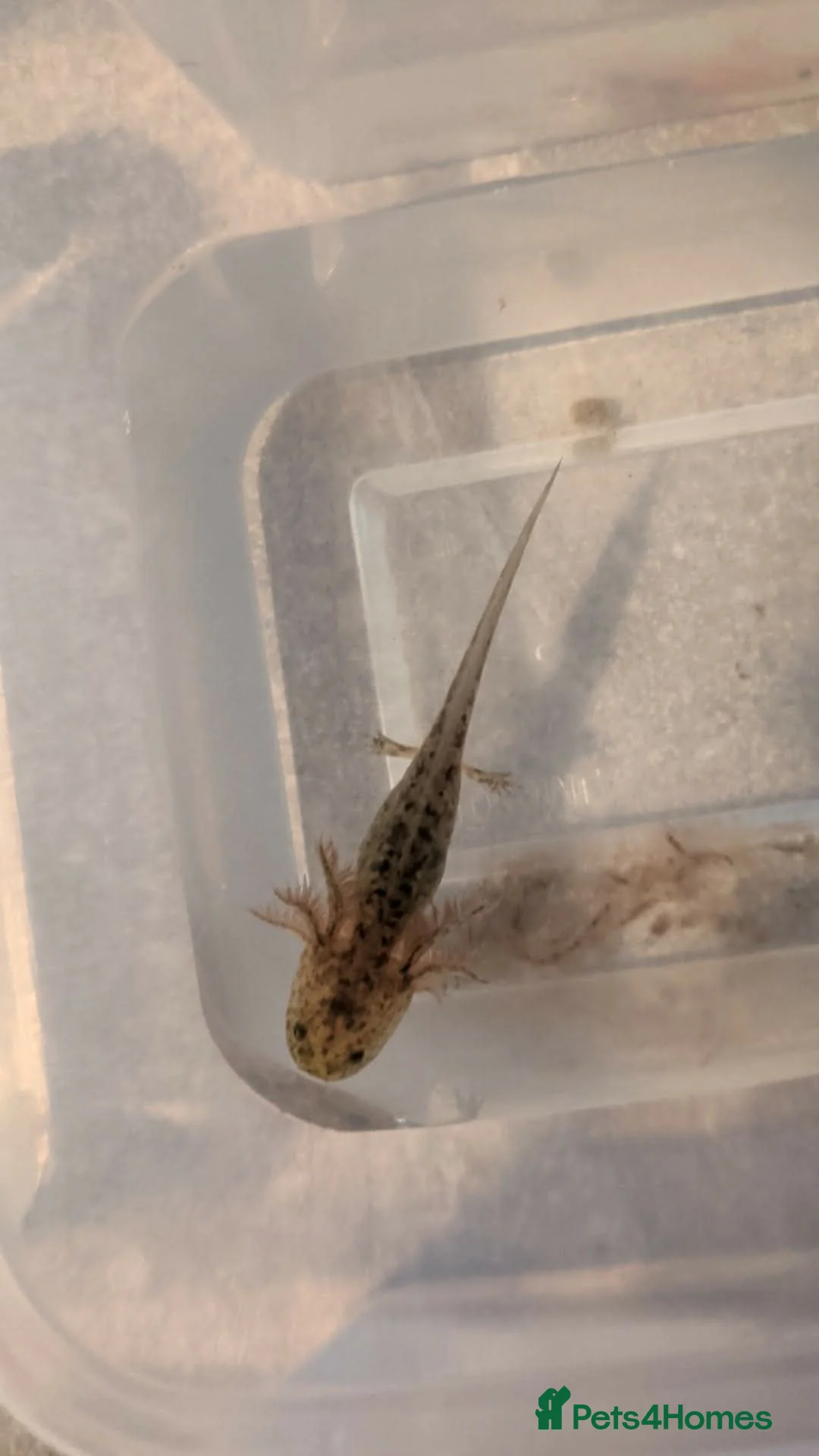 Angelfish fish for sale: Axalotls  in Tonbridge - Advert 1