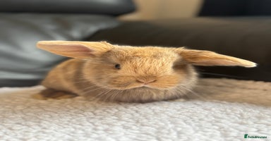 Mini Lop rabbits Outstanding mini lop litter - Advert 6