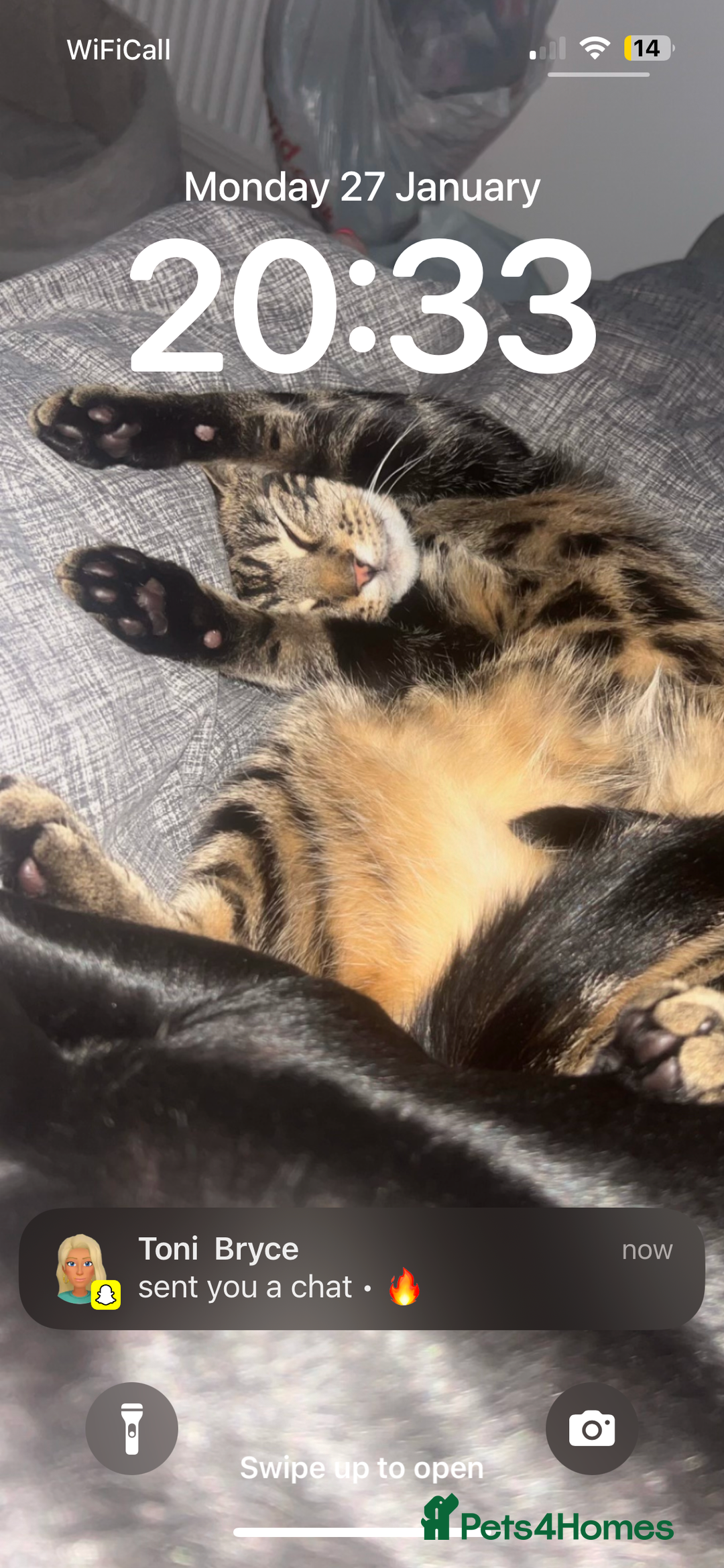 Mixed Breed cats for sale: Black and brown tabby cat - Image 3