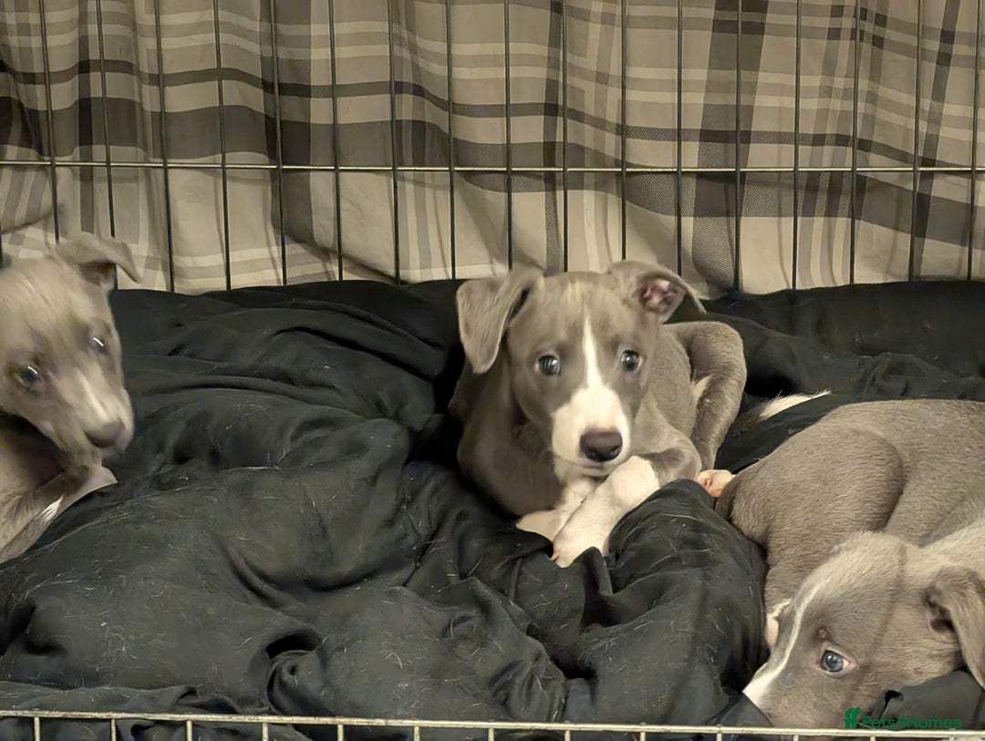 Whippet dogs for sale: 🥰Beautiful blue and white whippet puppies 🥰 - Image 6