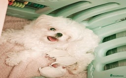 Maltese dogs for sale: ♥️Cuddle Edward,Henry,Clara adorable Korean pups  - Image 2