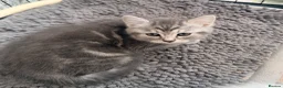 Persian cats for sale: 4 beautiful Persian x kittens, ready now - Advert 24