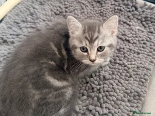 Persian cats The last little girl persian remaining - Advert 12