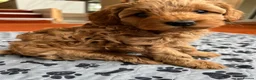Cavapoo dogs for sale: Adorable Cavapoo Puppies Arrived :-) - Advert 12
