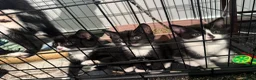 Mixed Breed cats for sale: Kittens need a new home in Wolverhampton - Advert 9