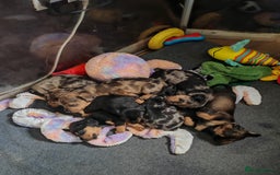 Dachshund dogs for sale: Minature dachshund puppies  - Image 2