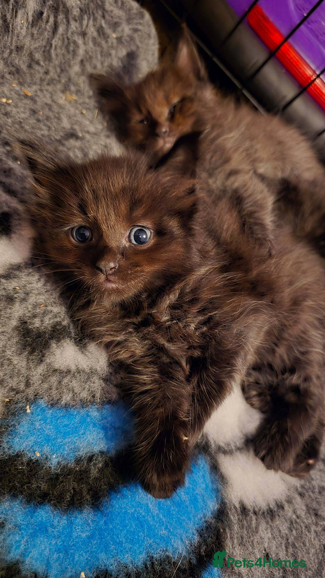 Maine Coon cats for sale: Stunning Maine Coon X  - Image 21