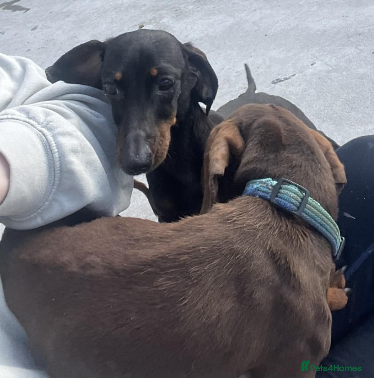 Miniature Dachshund dogs REX & NELLIE 2yr old mini Dachshunds - Advert 1
