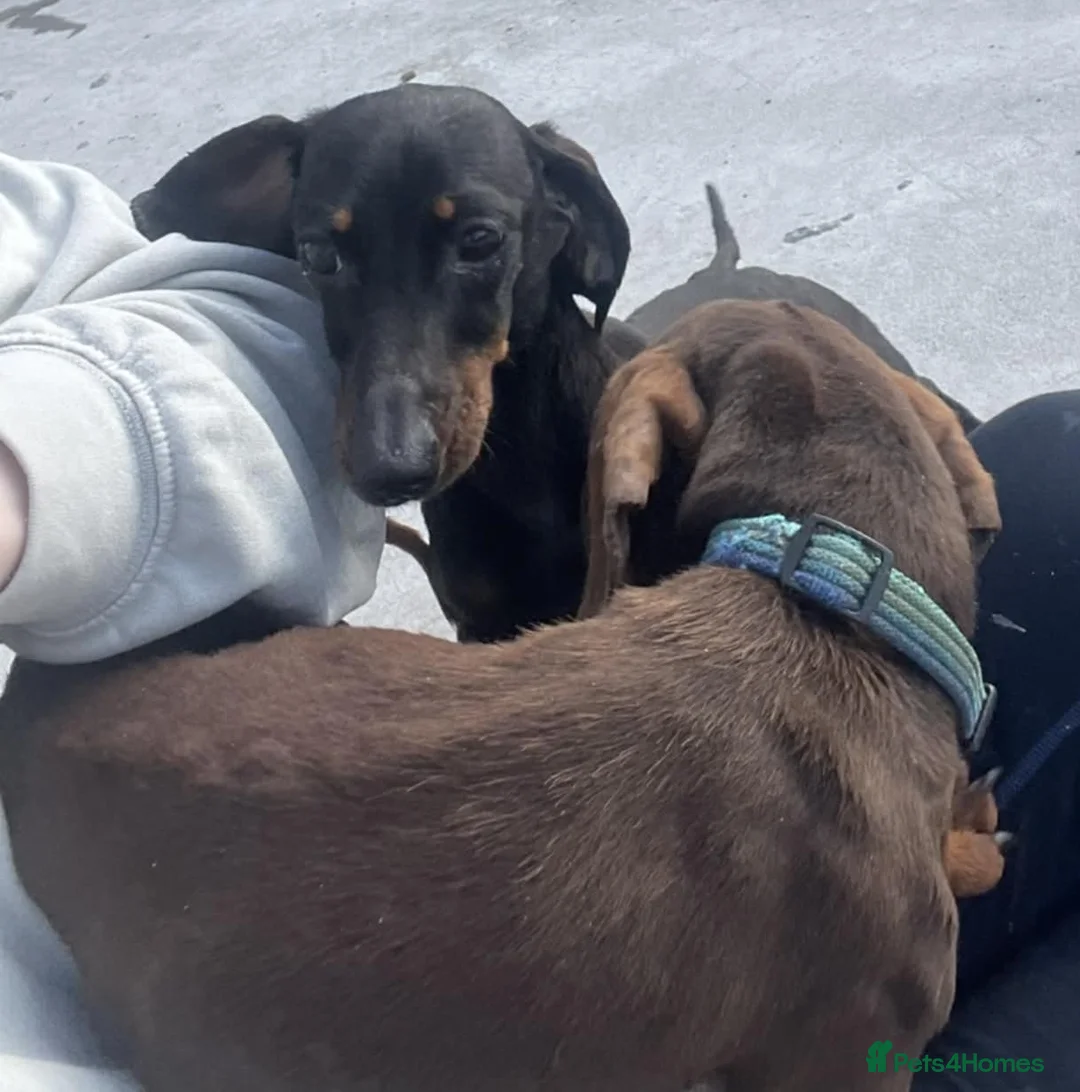 Miniature Dachshund dogs for adoption: REX & NELLIE 2yr old mini Dachshunds - Advert 1