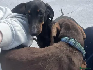 Miniature Dachshund dogs REX & NELLIE 2yr old mini Dachshunds - Advert 1