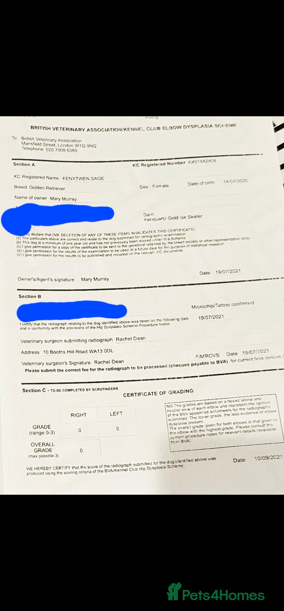 Golden Retriever dogs for sale:  golden retriever pups - Advert 21