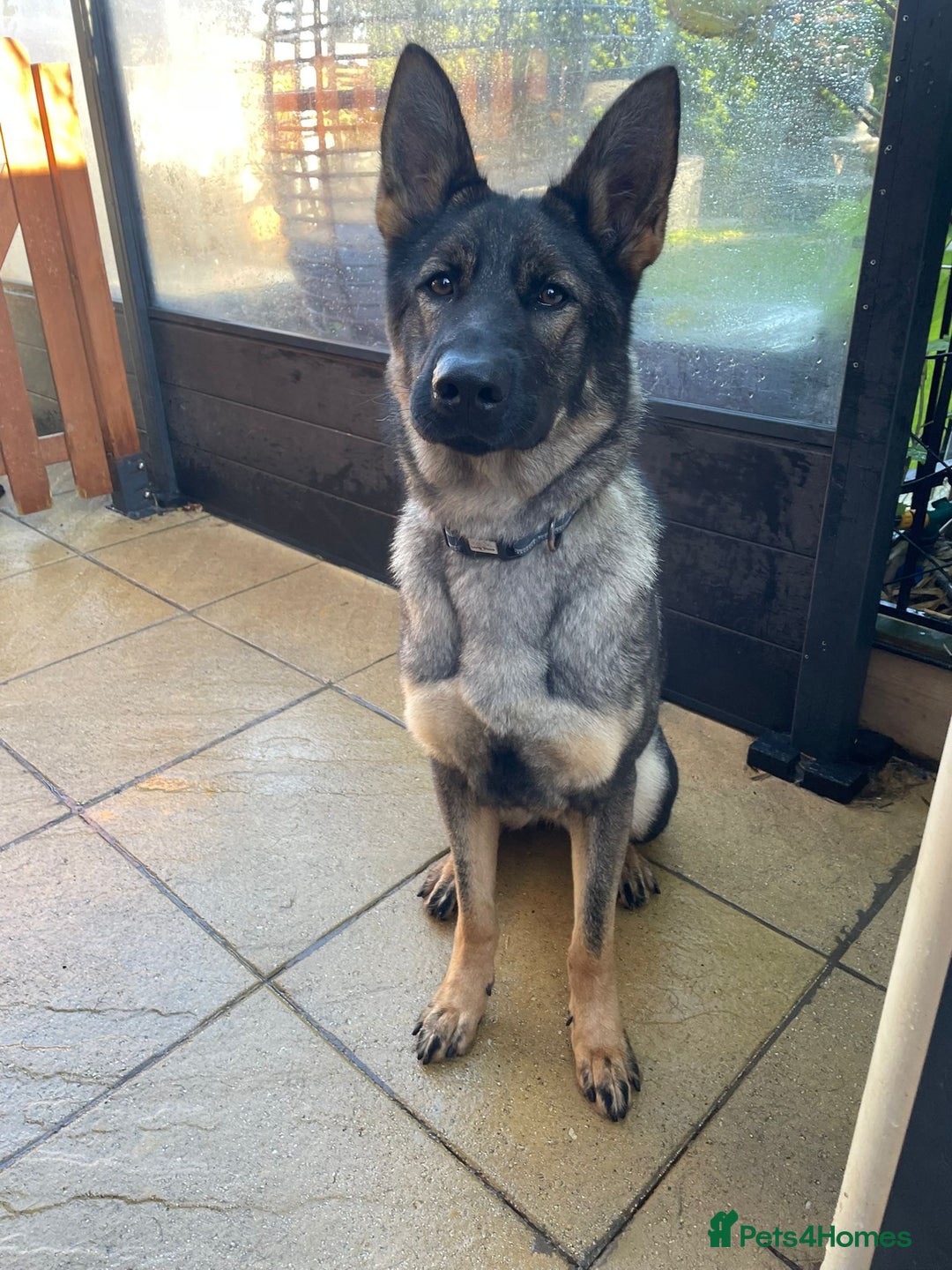 German Shepherd dogs for sale: *German Shepherd – 1 Year 6 Months Old* - Advert 7
