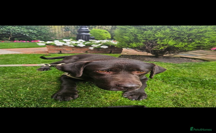 Labrador Retriever dogs - Advert 9