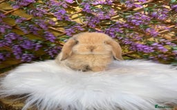 Mini Lop rabbits for sale: Pure Bred Mini lops  - Image 3