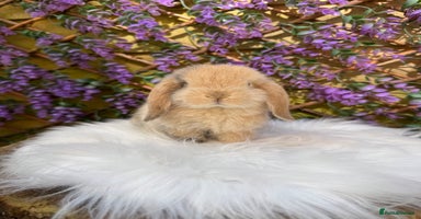 Mini Lop rabbits - Advert 5