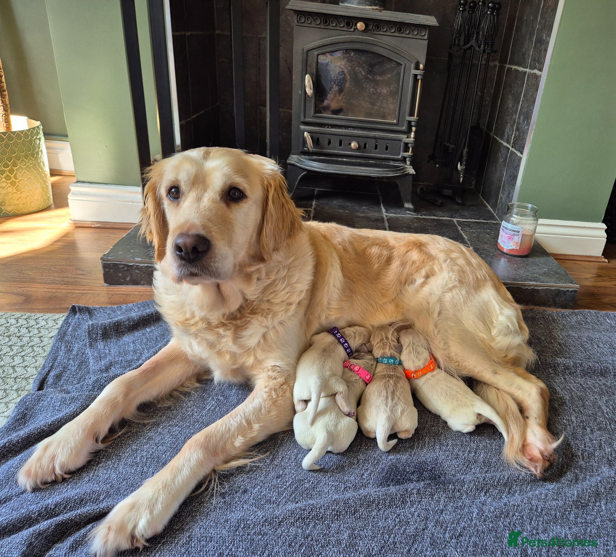 Golden Retriever dogs Exceptional Golden Retriever Puppies Born 06/04 - Advert 14