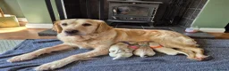 Golden Retriever dogs for sale: Exceptional Golden Retriever Puppies Born 06/04 - Advert 8