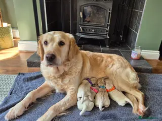 Golden Retriever dogs Exceptional Golden Retriever Puppies Born 06/04 - Advert 14