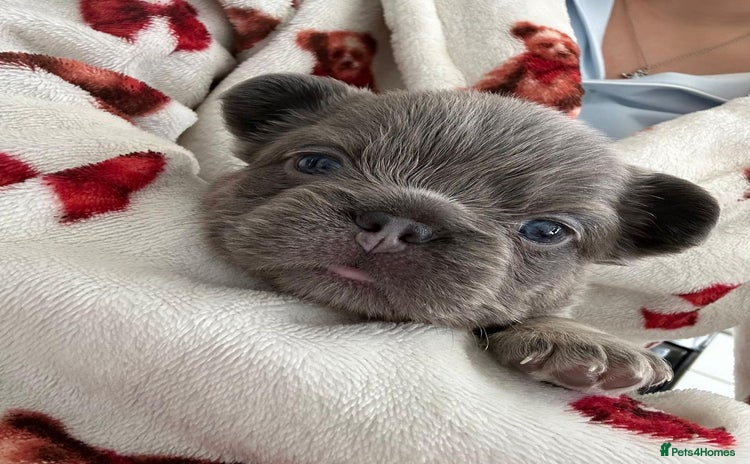 French Bulldog dogs - Advert 1