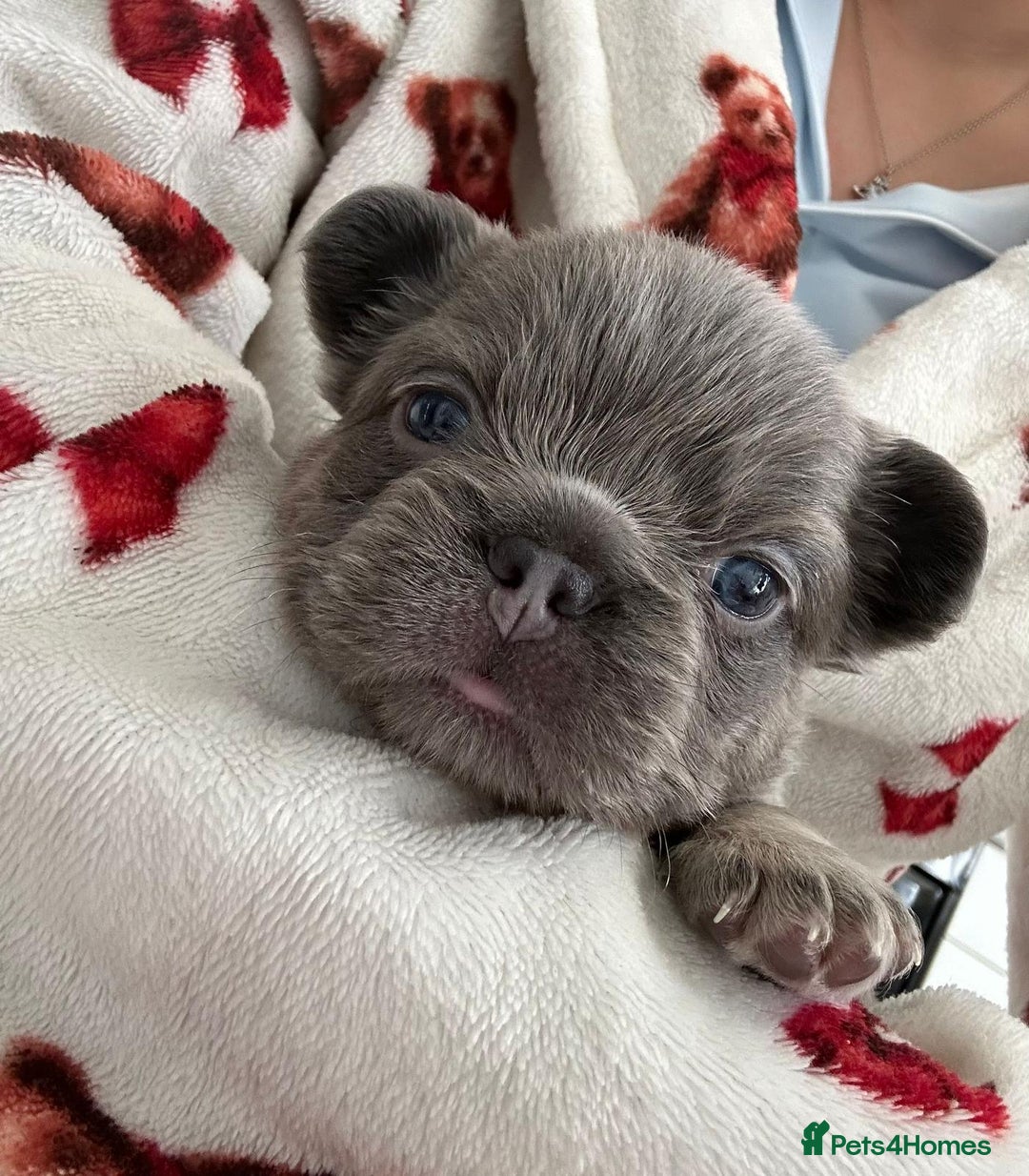 French Bulldog dogs for sale: French Bulldog puppies -fluffy & fluffy carriers✨ - Image 1