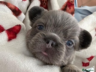 French Bulldog dogs - Advert 27