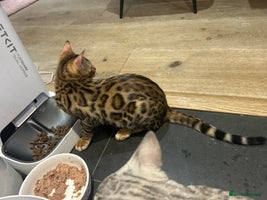 Bengal cats - Advert 8