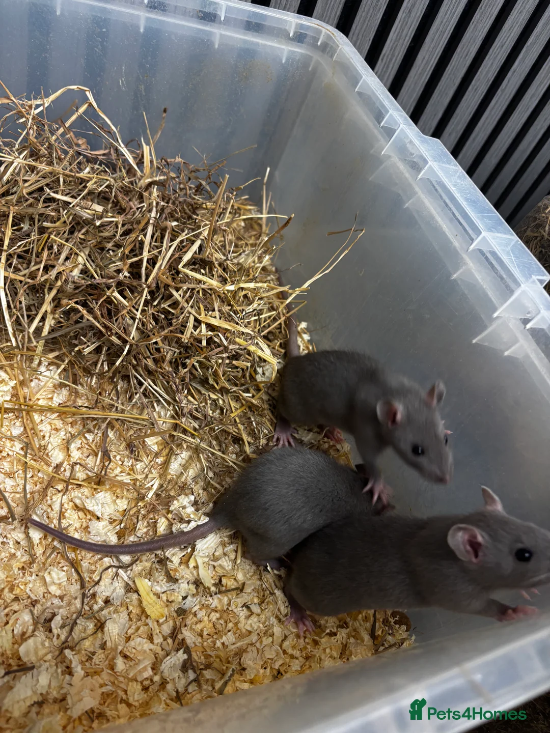 Rat rodents for sale: Rats and mice mixed colours and sexes for sale - Advert 4