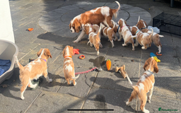 Cavalier King Charles Spaniel dogs for sale: Cavalier King Charles  - Image 10