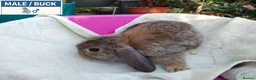 Dwarf Lop rabbits for sale: Pretty Dwarf Lop Babies: Males & Females - Advert 4