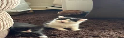 Mixed Breed cats for sale: Beautiful Kittens for forever homes  - Advert 5