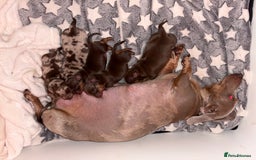 Miniature Dachshund dogs for sale: Daschund pups chocolate and chocolate dapple - Image 18