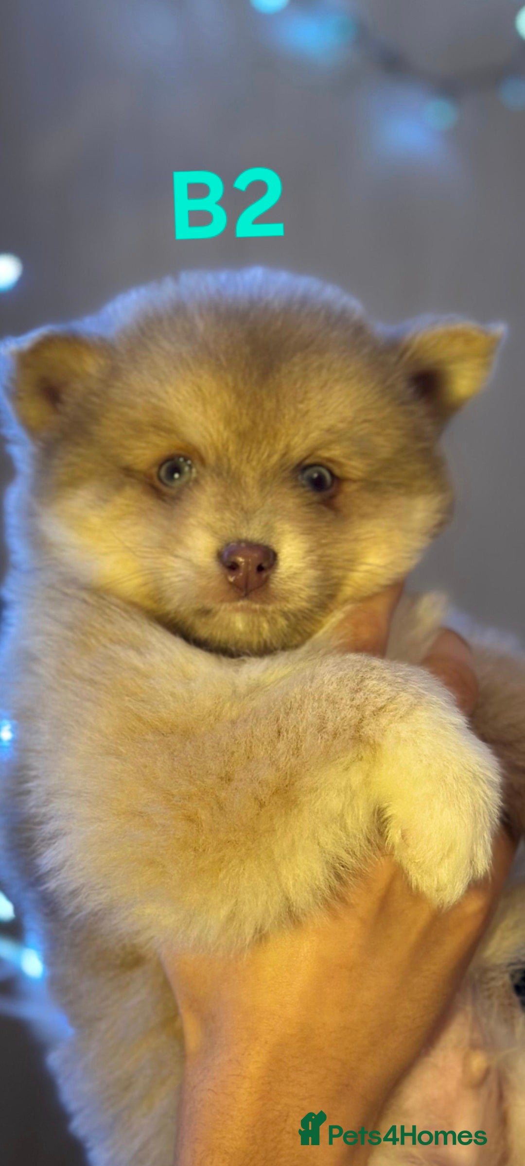 Pomsky dogs for sale: Blue Eyed F4 Toy Pomskies - Advert 31