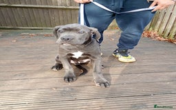 Cane Corso dogs for sale: Original cane corso  - Advert 2