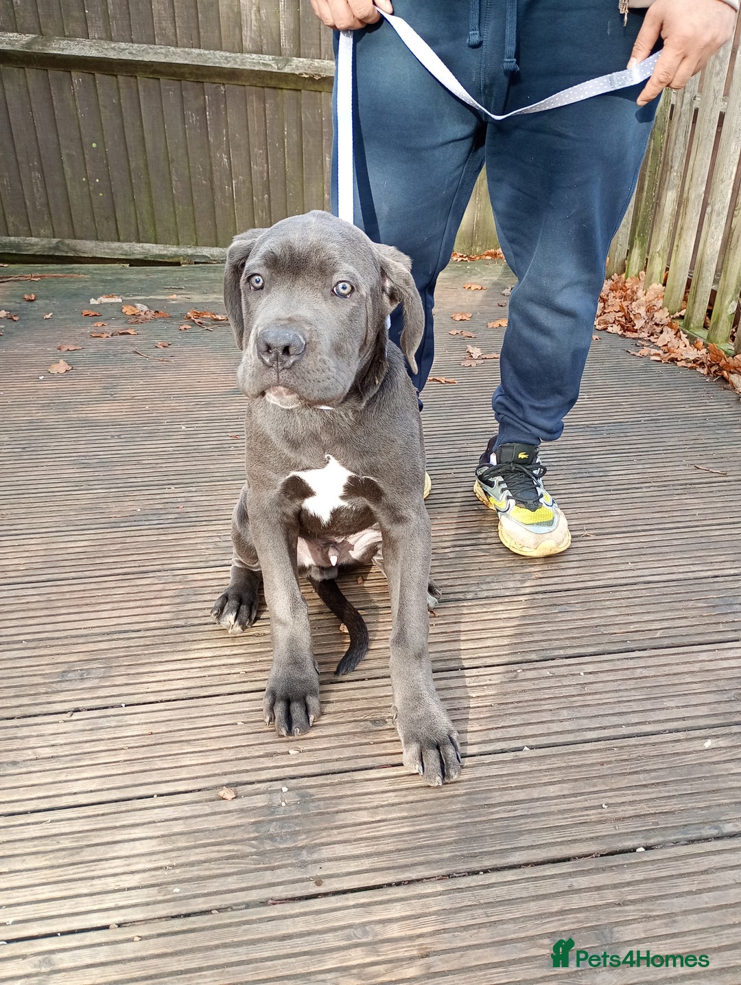 Cane Corso dogs for sale: Original cane corso  - Advert 2