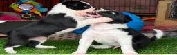Border Collie dogs for sale: Fully Health Tested Border Collie Puppy For Sale in Coleford - Advert 21