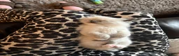 Ragdoll cats for sale: GCCF Registered Pedigree Ragdoll Kittens in Bristol - Advert 18