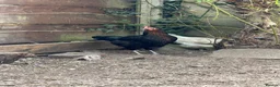 Chickens poultry for sale: Egg laying hens and chicks - Advert 13