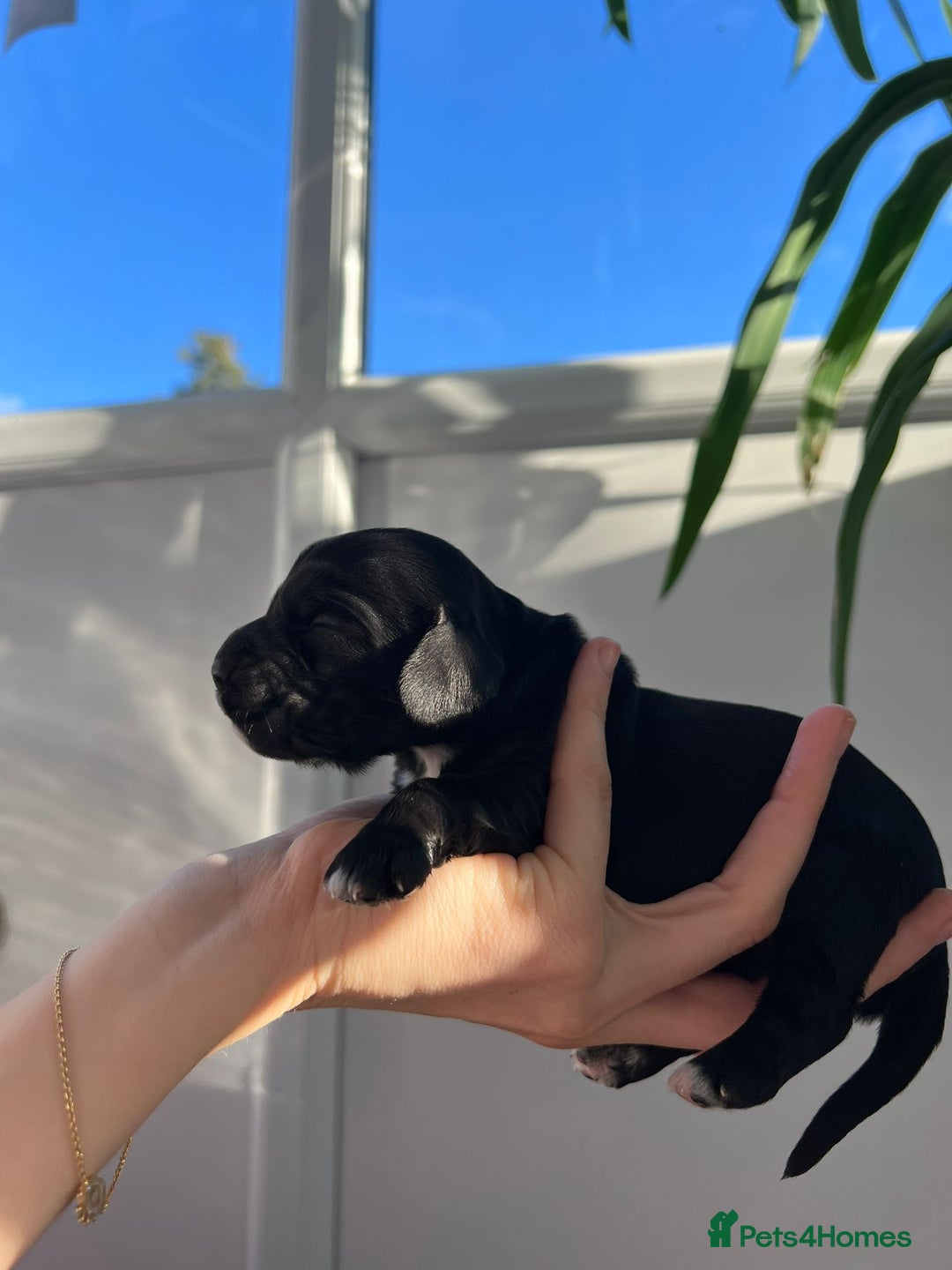 Cocker Spaniel dogs for sale: Show Type Cocker Spaniels. - Advert 20